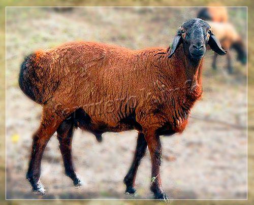 Особенности характера гиссарских овец