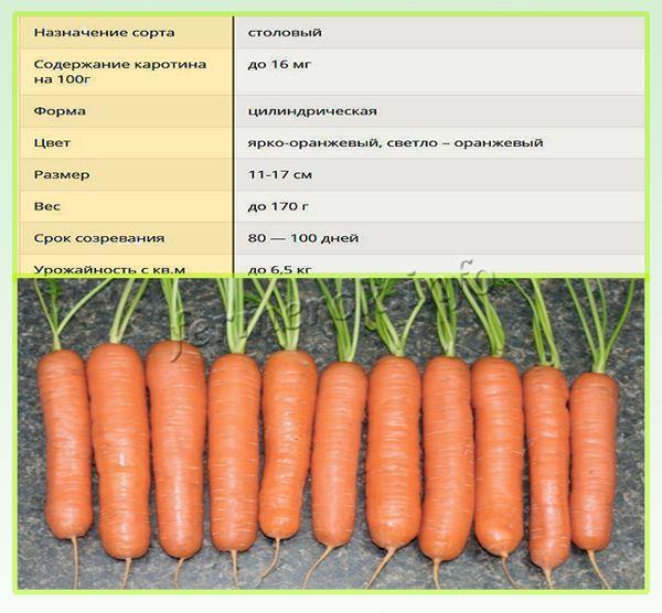 Характеристики сорт моркови Нантская