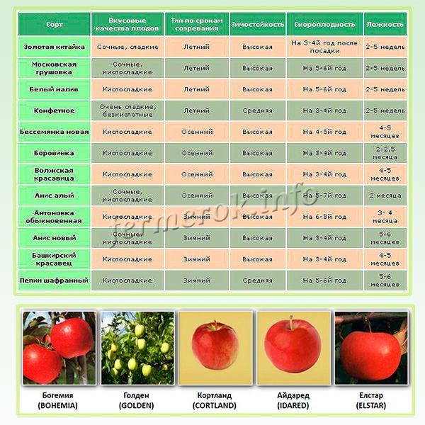 Продолжительность яблони. Лучшие сорта яблонь для Подмосковья таблица. Таблица сроков созревания сортов яблок. Таблица урожайности сортов томата. Яблоня сорта сравнительная таблица.