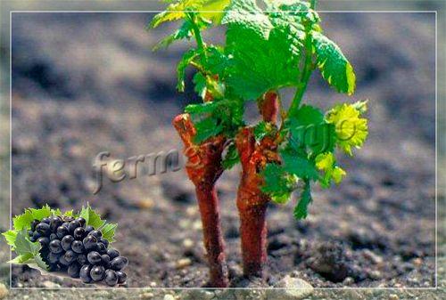 Как Посадить Виноград Фото