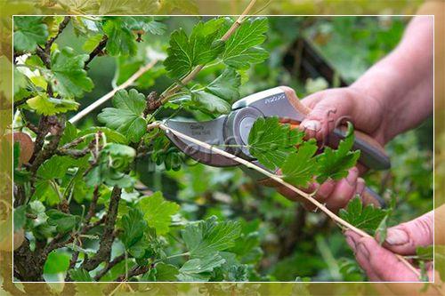 Обрезка крыжовника весной и осенью – советы садоводов
