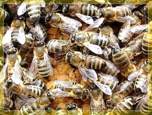 Карпатская порода пчел: их характеристика, отзывы, фото