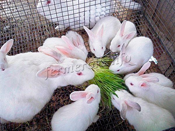 Крольчат, а также взрослых особей обычно кормят 2-3 раза в день