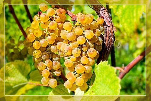 Виноград Мускат: описание сортов, фото, выращивание и уход
