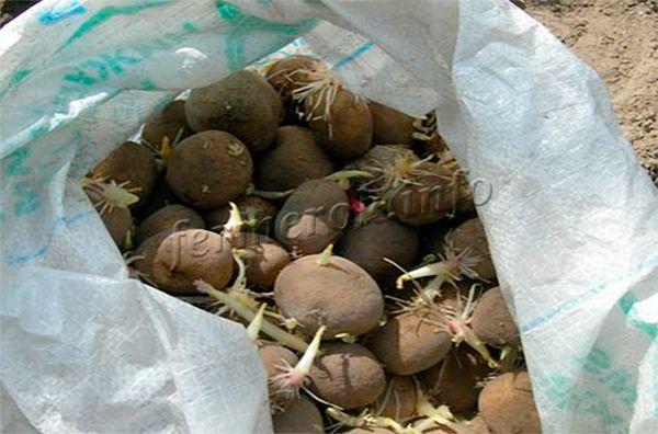 На рынках обычно продают картофель на посадку в мешках или сетках