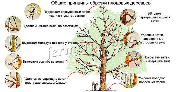 Общие принципы обрезки плодовых деревьев