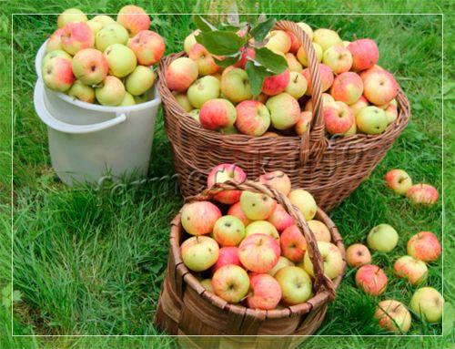 Лучшие сорта осенних яблок