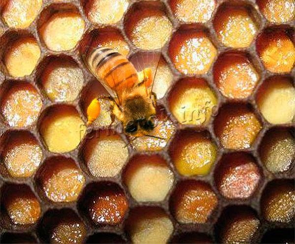 Перга – основная пища пчел и главный источник белков