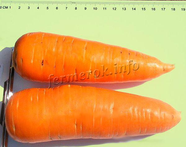 Плоды моркови Шантане ровные, конические с тупым концом длиной 10-15 см и диаметром 4-6 см