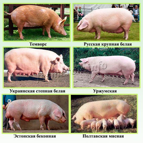 Популярные мясные породы свиней
