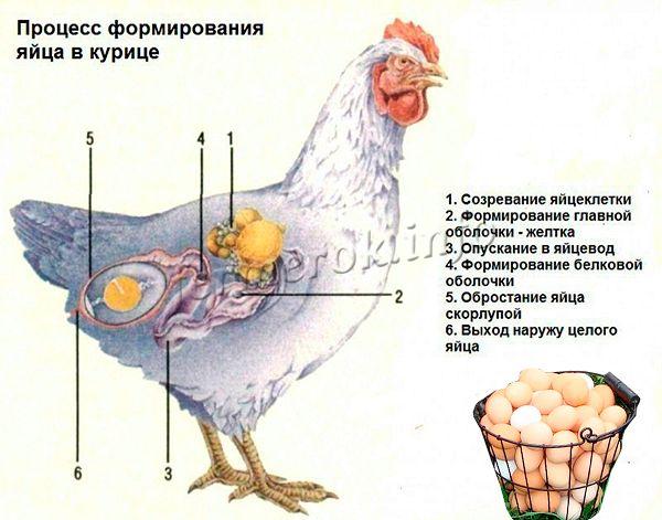 Процесс формирования яйца в курице