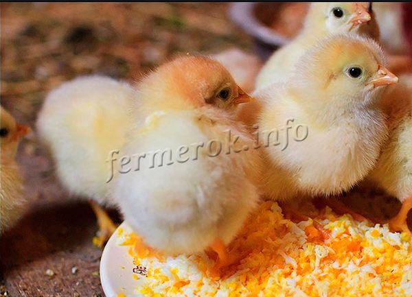 Рацион новорожденных цыплят состоит из творога и вареного желтка