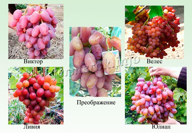 Розовые и красные сорта раннего винограда