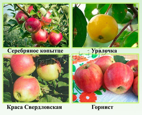 Самые популярные сорта яблонь для Урала
