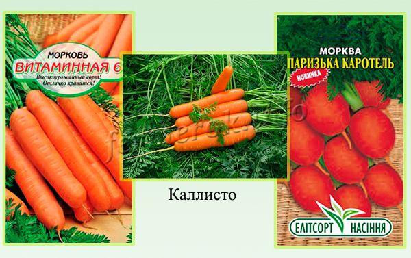 Самые вкусные и полезные сорта моркови