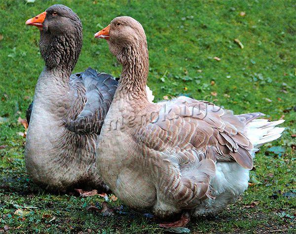 Сегодня Тулузские гуси – настоящая порода тяжеловес в сравнении с иными видами