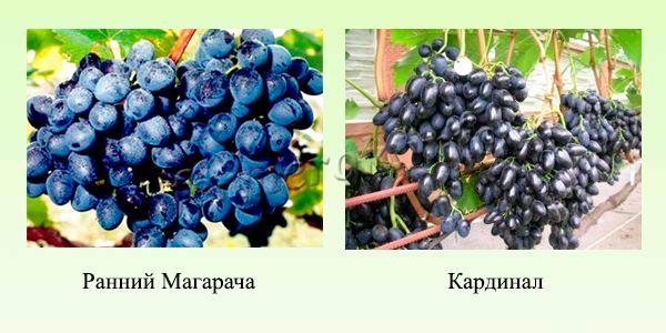 Синие и черные сорта раннего винограда 3