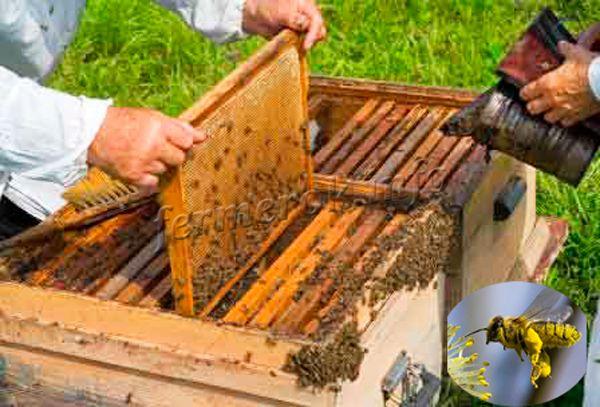 Содержание и уход за пчелами