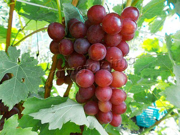 Сорт винограда Блестящий