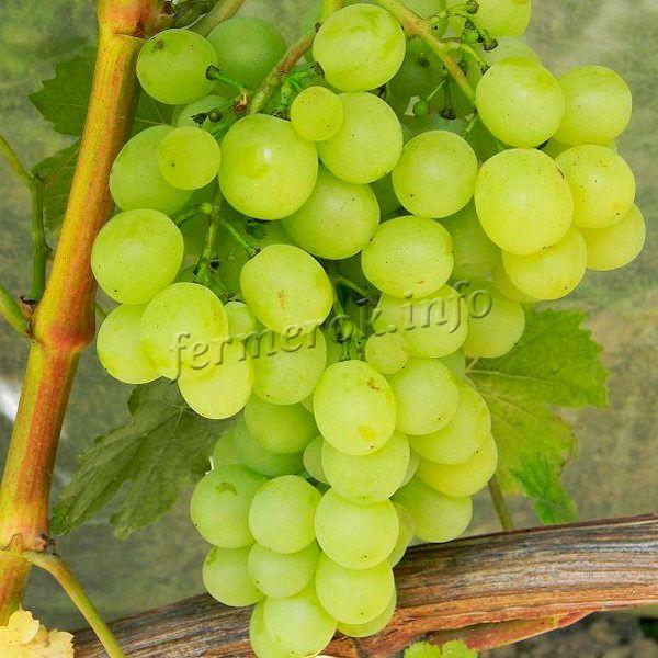 Сорт винограда Плевен мускатный