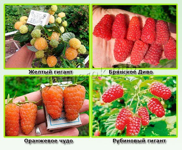 Крупноплодные сорта малины для средней полосы России