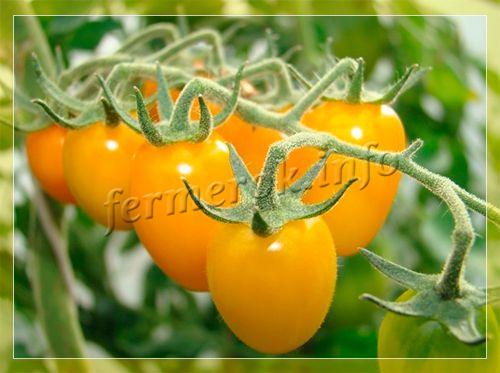 желтые томаты сорта фото и описание