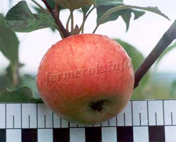 Вес каждого яблочка – 90-150 грамм