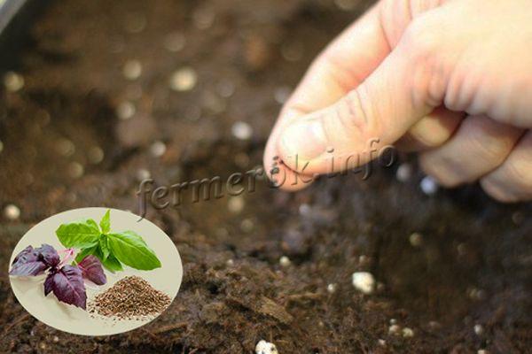 Выращивание базилик из семян в открытом грунте