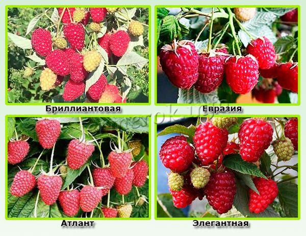Высокоурожайные сорта малины для средней полосы России