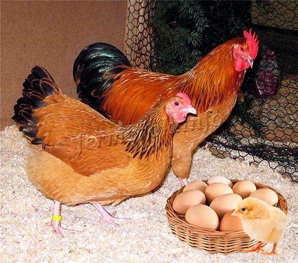За год одна курица может снести до 300 яиц!
