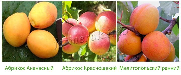 Фото самоплодных абрикосов
