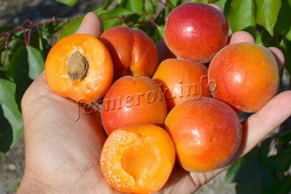 Фото абрикоса сорт Цунами