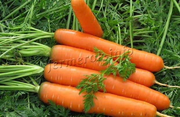 Фото урожая моркови Канада F1