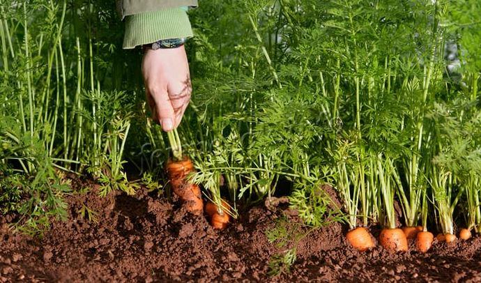 Выращивание моркови в грунте