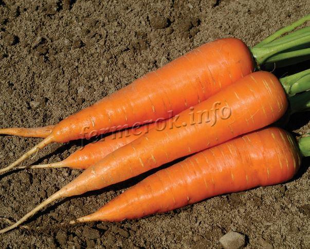 Сладкие сорта моркови