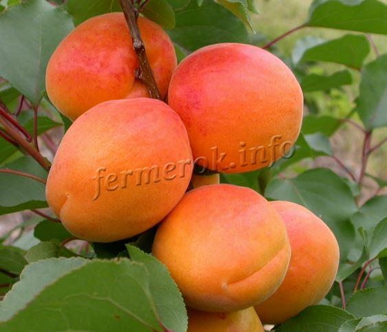 Фото самоплодных сортов абрикоса